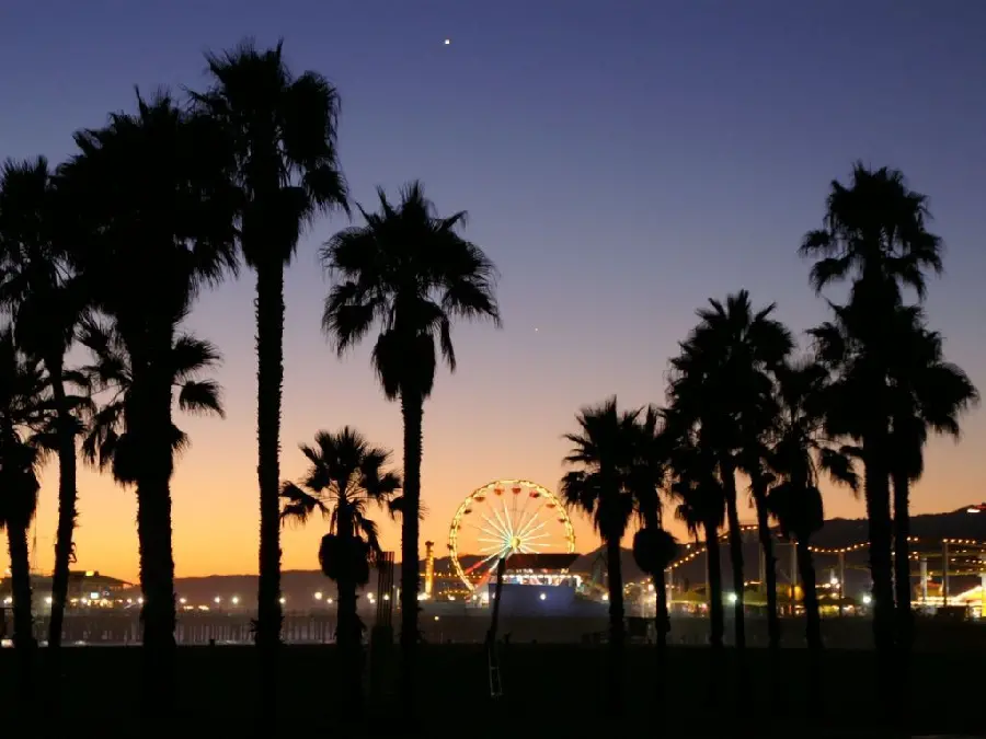 The most interesting photo of coconut palm trees in the city of play at night