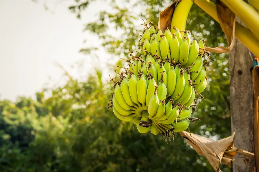 Download Beautiful Photo and Icon of Golden and Ripe Bananas