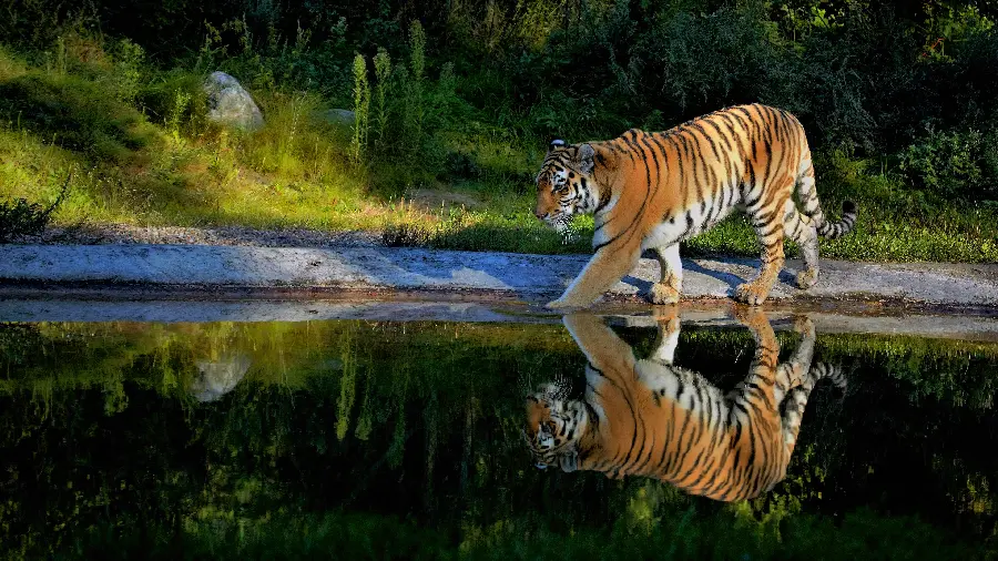 A beautiful picture of a fierce and huge tiger next to a pond in 8K quality