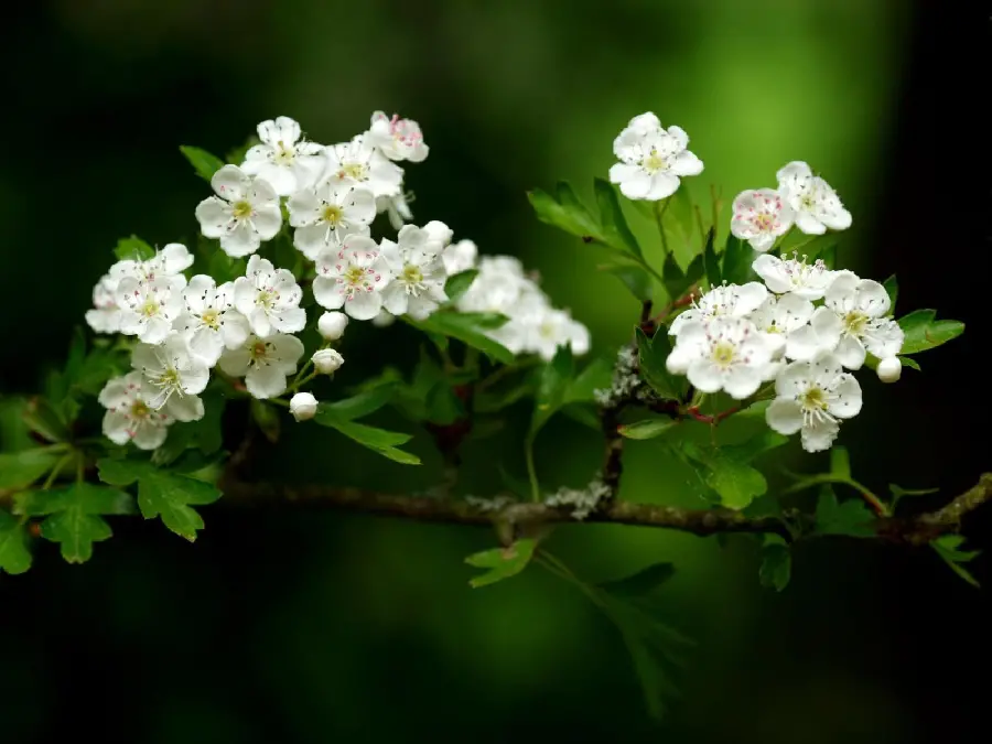 Amazing poster for spring lovers of white apple blossoms