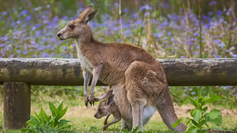 A unique and spectacular photo of a kangaroo with high quality 