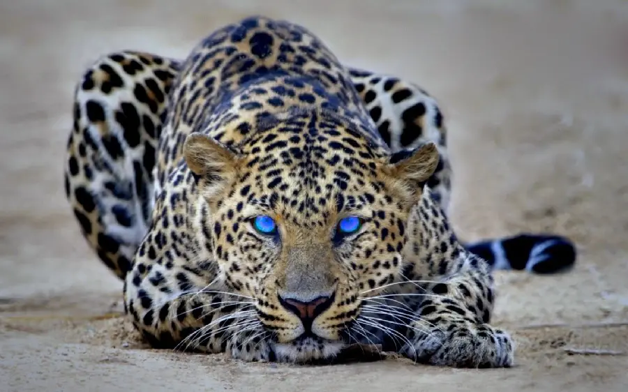 The most mysterious photo of a leopard lying down with bright blue eyes