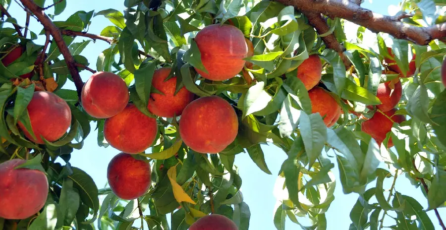 Soothing wallpaper of fiery red peaches on a tree in a lush garden