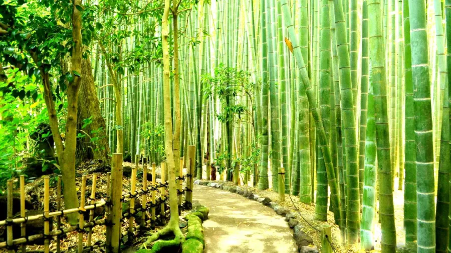Download free photo of a very beautiful path in the tall bamboo forest 
