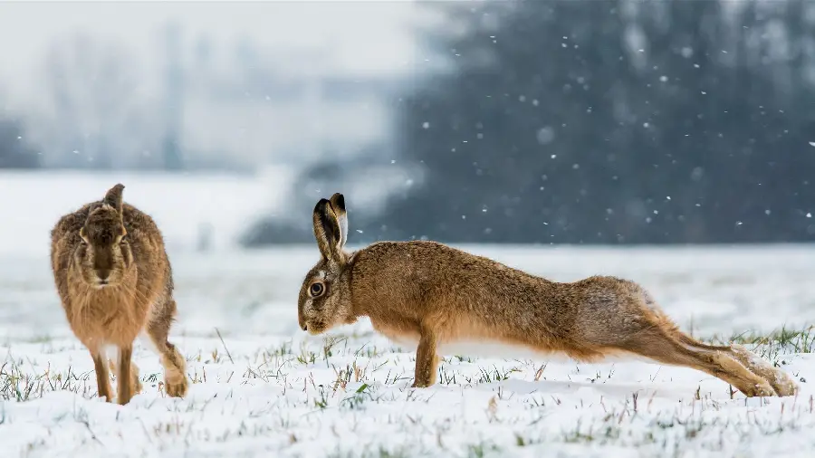 A spectacular frame of wild rabbits that symbolize pristine nature 