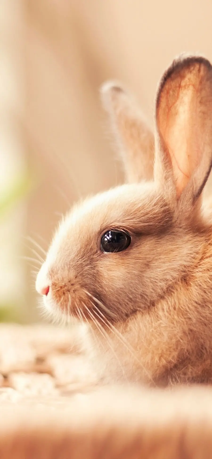 Beautiful brown rabbit profile photo with matte background