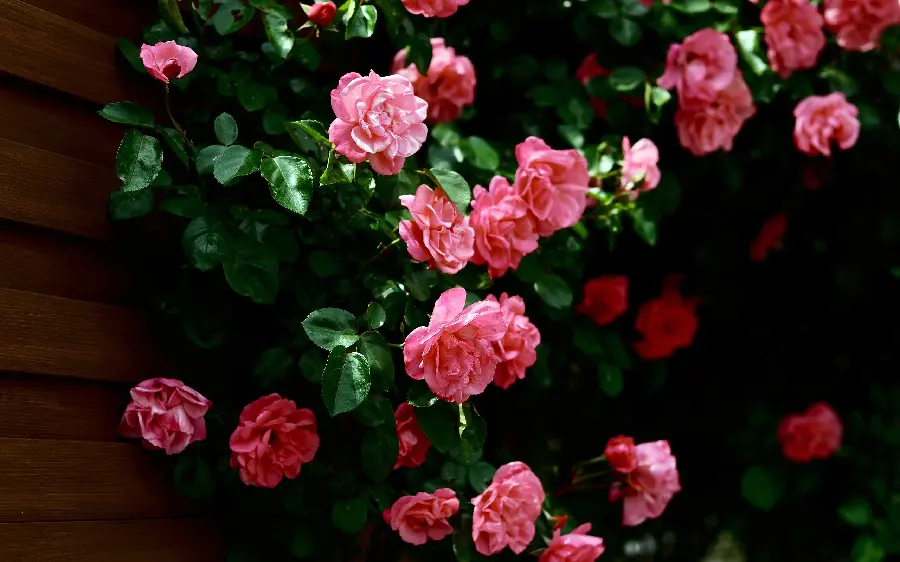 Beautiful and spectacular wallpaper of pink rose flowers with green leaves