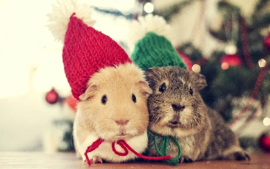 Amazing picture of googly piglets with green and red hats