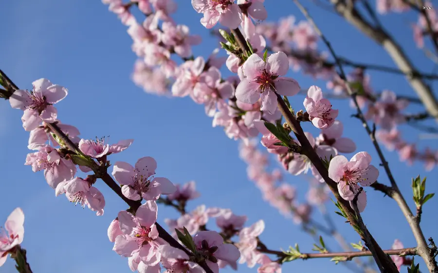 A very beautiful and high quality stock photo of beautiful blossoms