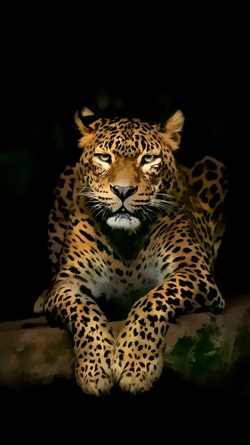 Beautiful wallpaper of an Iranian jaguar ready to attack its prey 