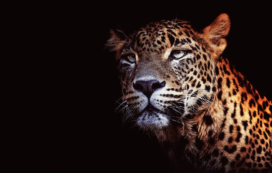 Three-faced image of a fierce leopard in orange light with a black background