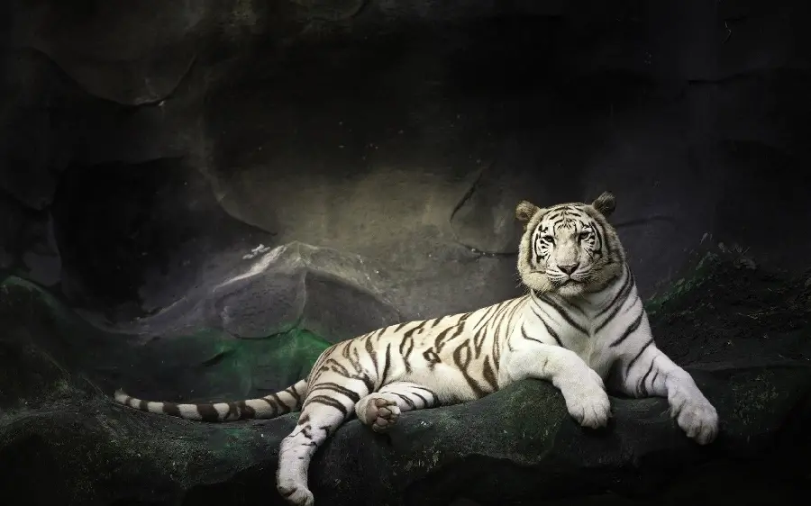 Download a watercolor drawing of a beautiful white tiger in high quality