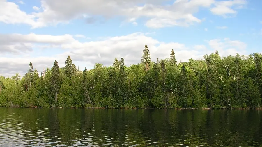 High quality image of pine trees and lake and clear blue sky 