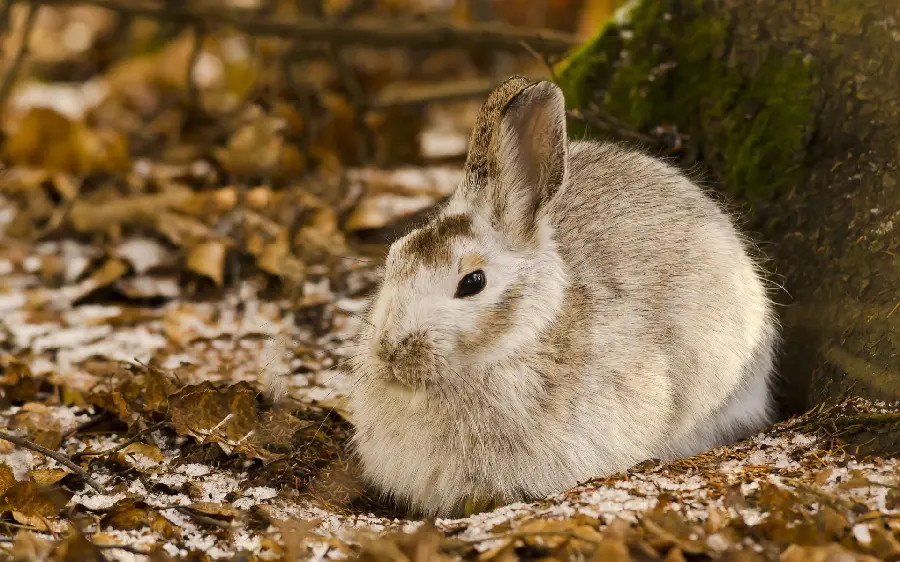An interesting view of a cute and salty wild rabbit in the wild