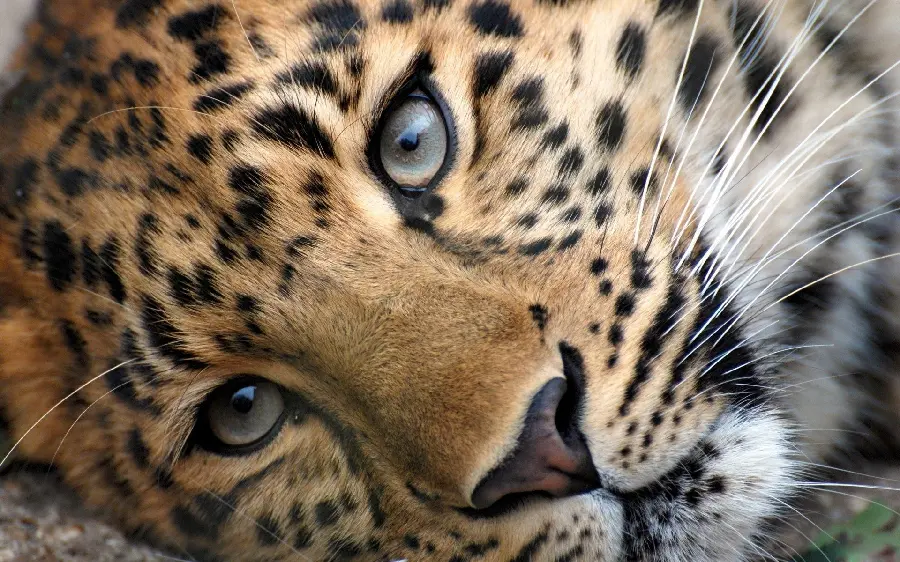 The most beautiful stock photo of a oppressed leopard from a close angle for those with good taste