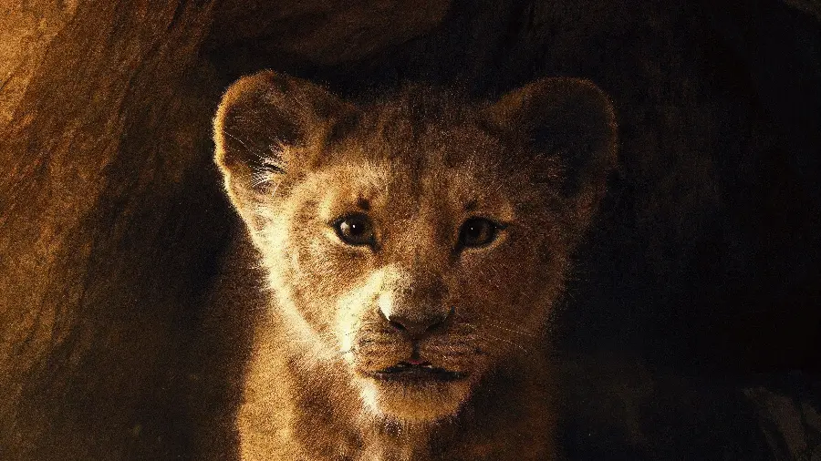 Cute and funny baby lion wallpaper with black background