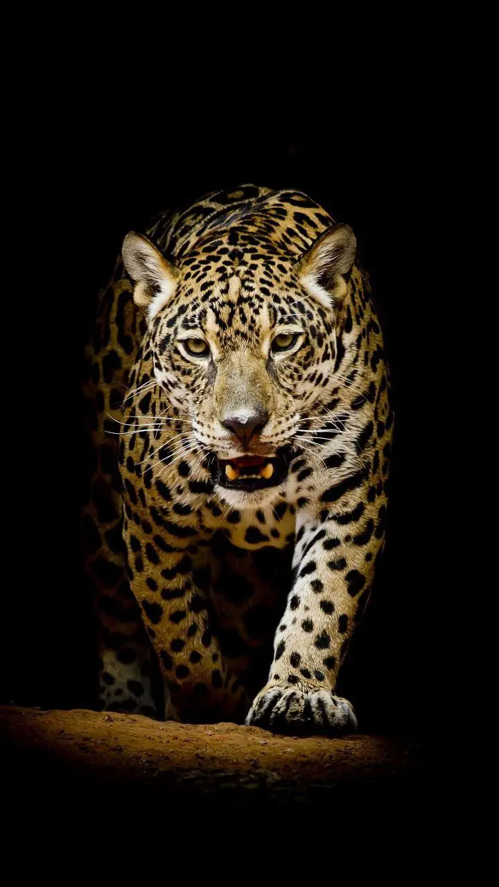 High quality and fantastic wallpaper of a jaguar roaming around