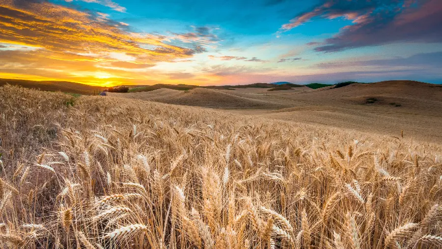 Amazing wheat field wallpaper with a unique cloudy sky