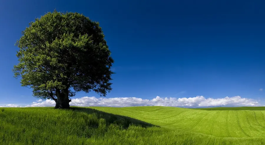 A stunning summer nature photo of a single green tree in a vast plain under a clear sky