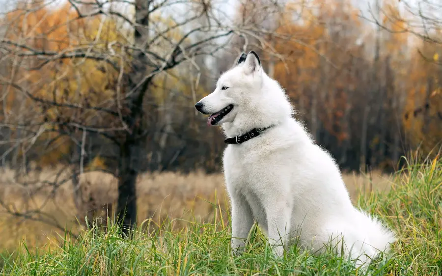 Amazing wallpaper of a large white husky dog