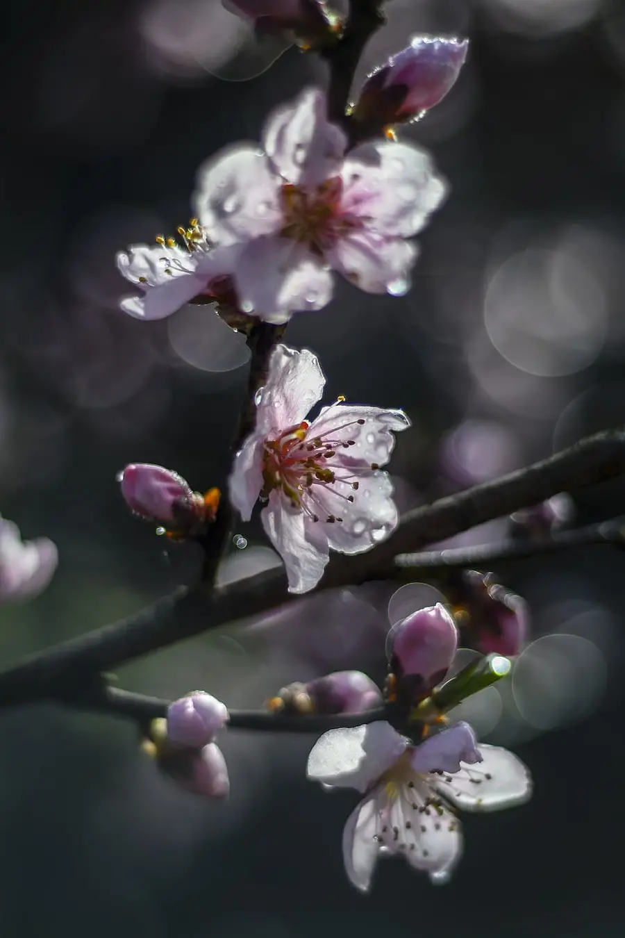 A very beautiful and interesting wallpaper of peach blossoms