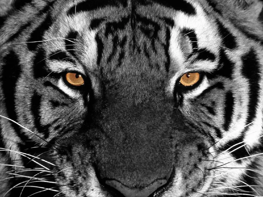 Photo of aStock of a wild and terrifying tiger head with honey eyes 
