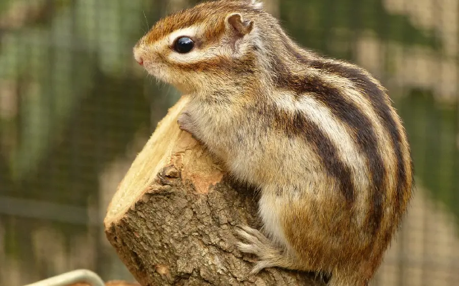 Download very beautiful wallpaper of a striped squirrel with very good quality