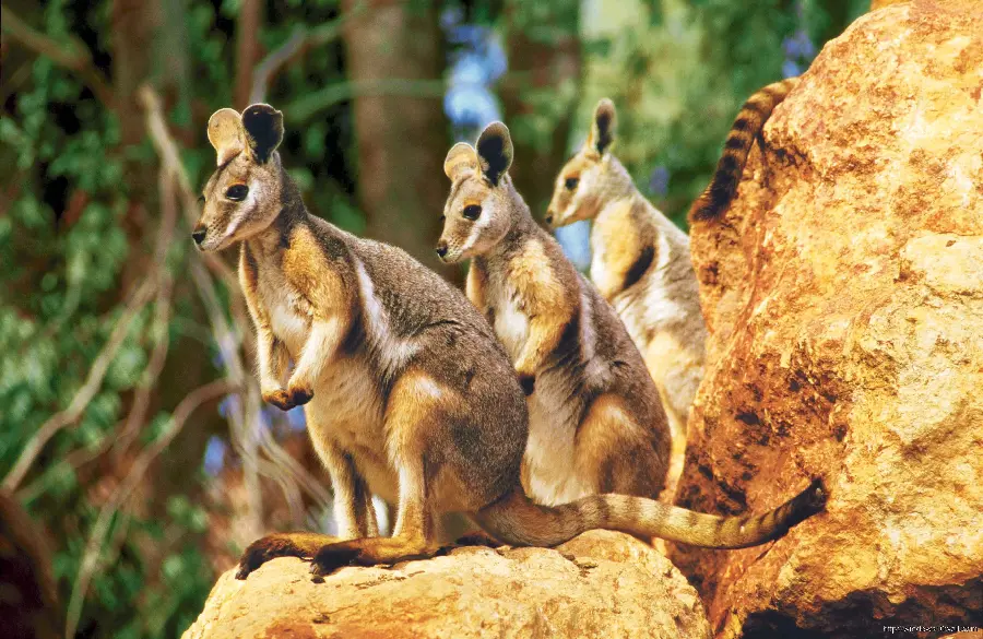 Download very beautiful and interesting picture of beautiful kangaroos 