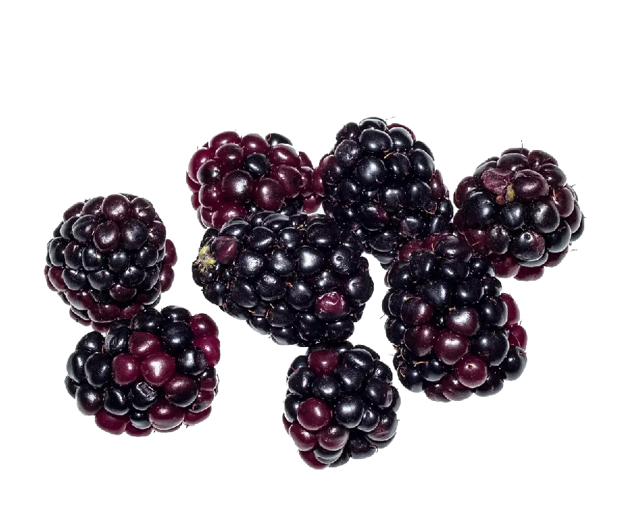 Download simple photo without editing and Photoshop black raspberries 