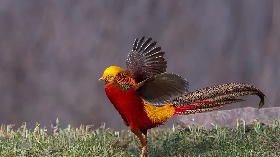 Background image of a wonderful bird with a red chest and a golden head