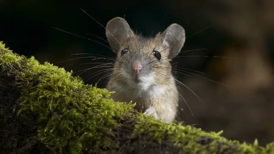A Cute and Fantasy Portrait of a Googly and Cute Baby Mouse for Your Computer Background