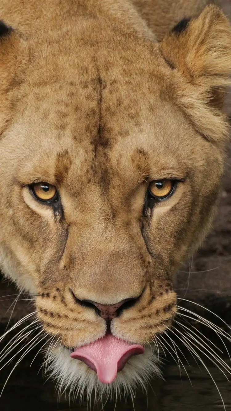 Cute and Interesting Photo of a Female Lion Suitable for Wallpaper 1402