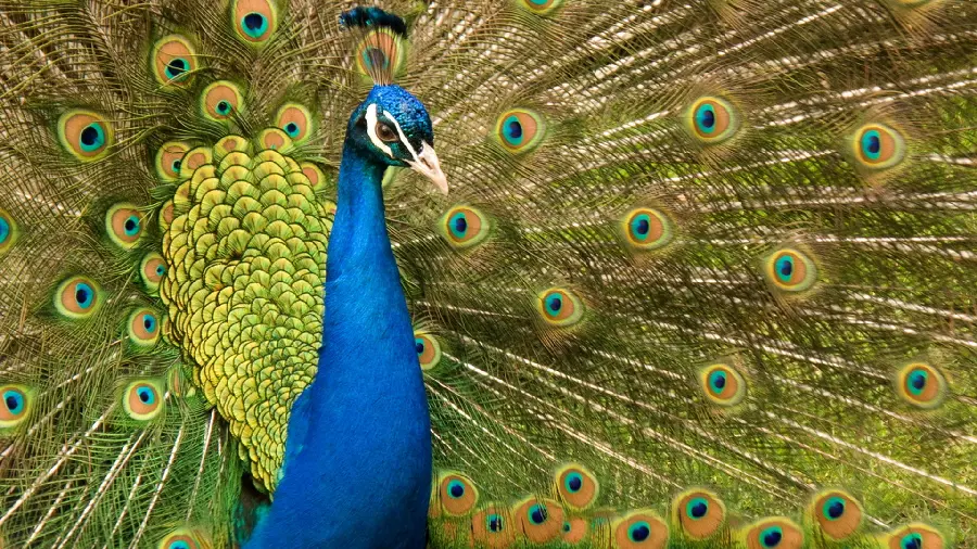 Beautiful stock image of a peacock with a unique blue-green tail