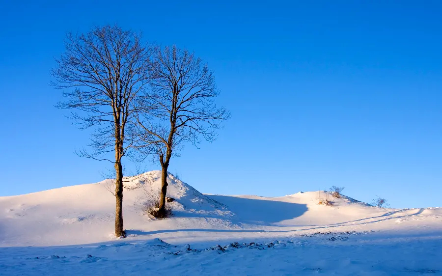 Image of snowy nature and the blue sky with two trees without leaves and burdens 