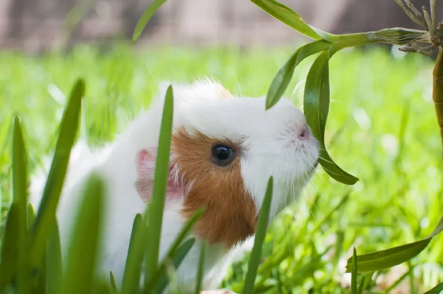 Download incredibly beautiful photo of a little guinea pig 