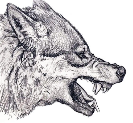 Download a wolf face in png format