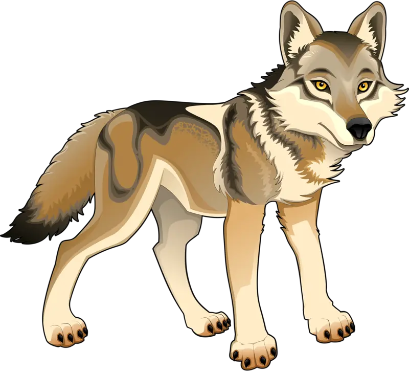 Amazing and interesting picture of a brown wolf in high quality 