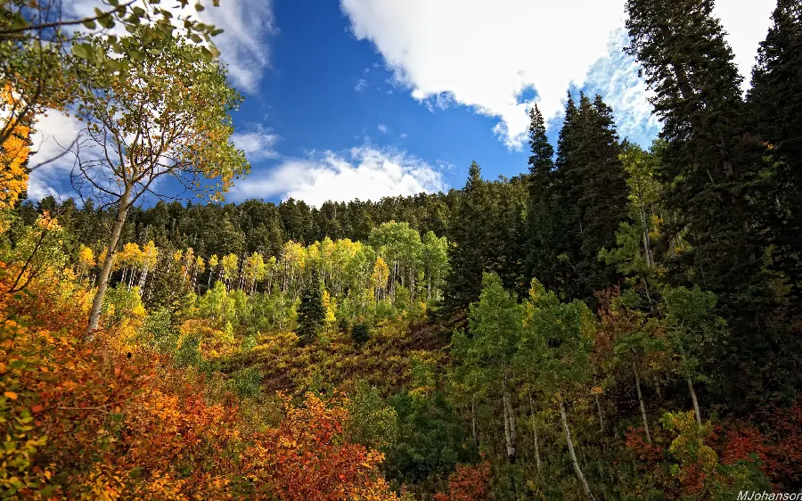 Magical forest photo with many trees for WhatsApp profile