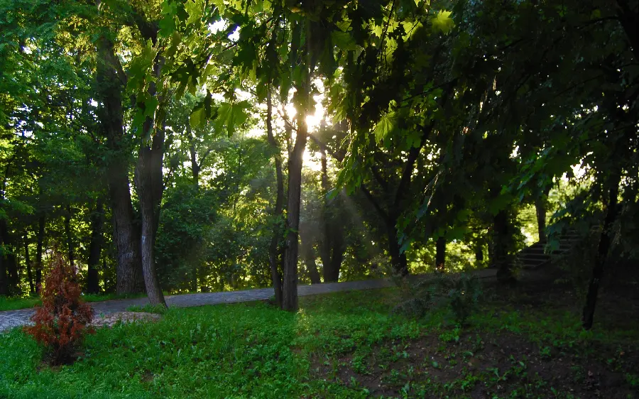 Popular wallpaper of lush trees with a green background and a lush environment