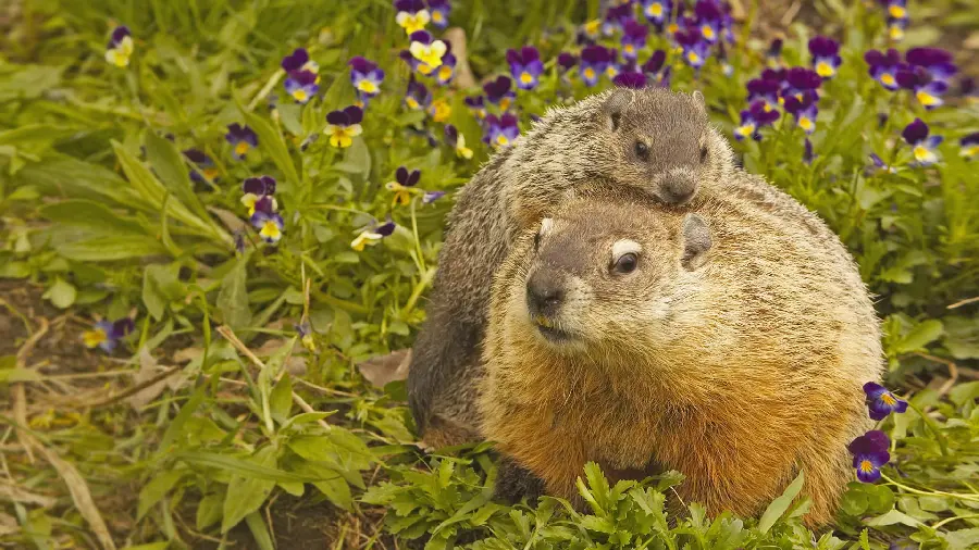 The best unique and spectacular background of cute otters together