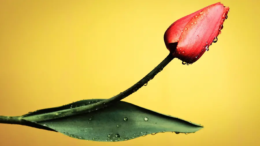 A very beautiful wallpaper of red tulips with excellent quality 
