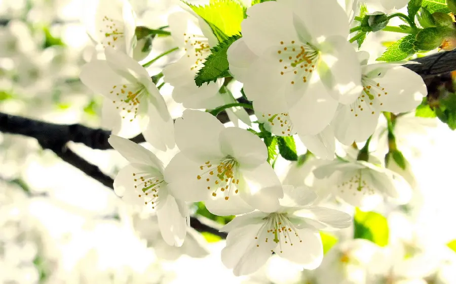 A beautiful image of amazing apple blossoms for stories