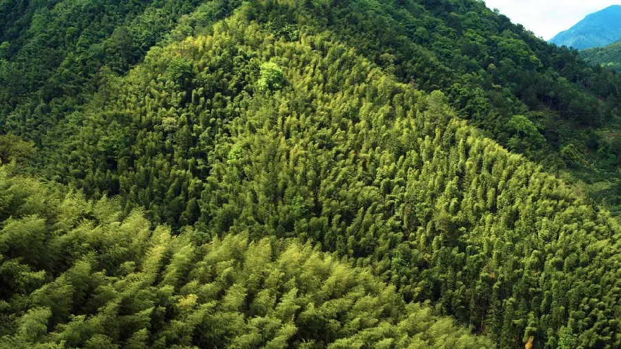 Lush photo of dense bamboo forest in the mountains of China