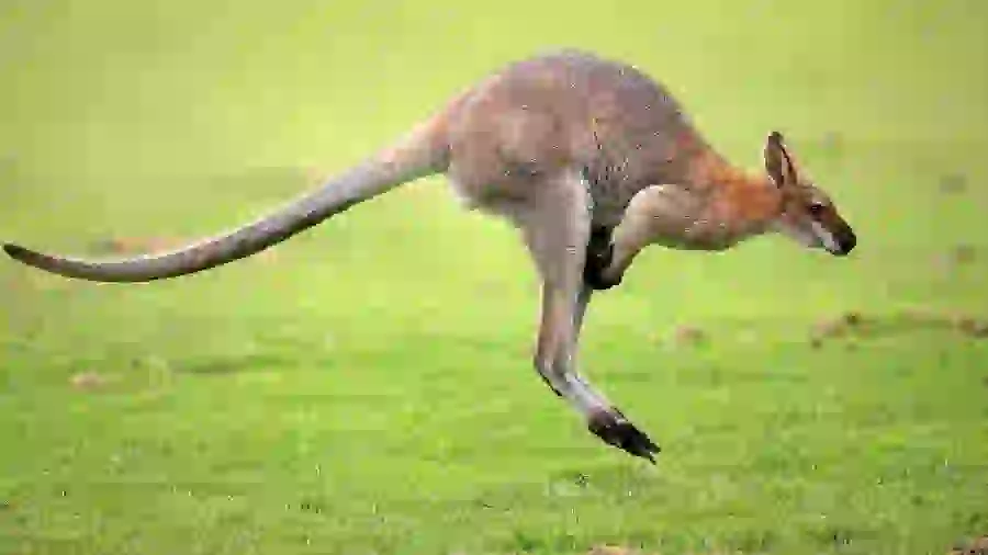 A very beautiful picture of a cute baby kangaroo 