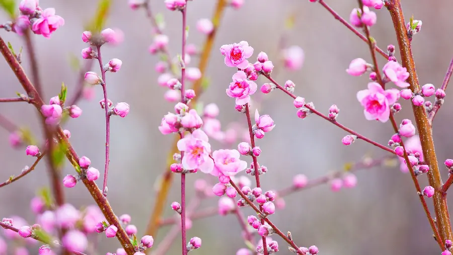 Super beautiful wallpaper of pink peach blossoms