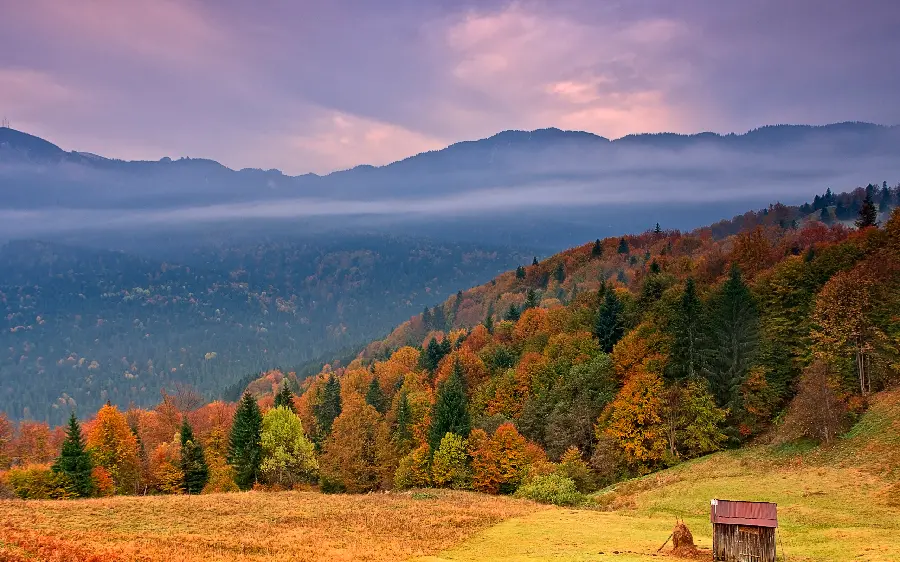 The most stylish autumn forest background with a special and dreamy sky