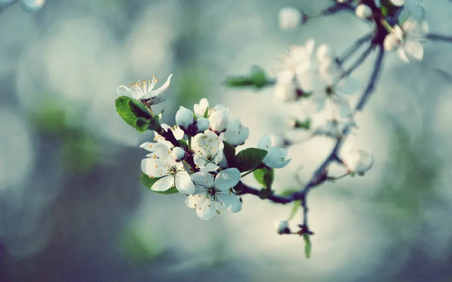 Beautiful and spring background of beautiful and beautiful white apple blossom