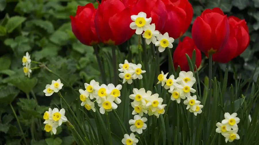 A beautiful and pleasant picture of a garden of tulips and daffodils