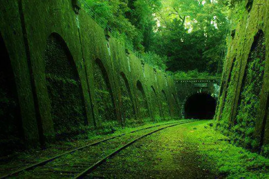 Scary and horrifying wallpaper of an abandoned forest tunnel