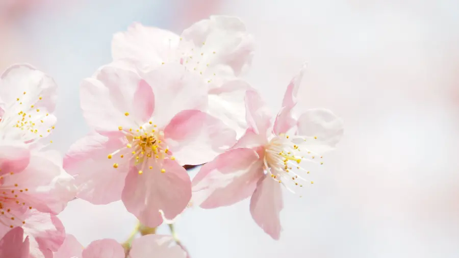 Unique and attractive photo of white blossoms in very good quality 